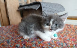 Mixed Breed cats for sale: 3 [remaining] girl kittens looking for new homes - Image 10