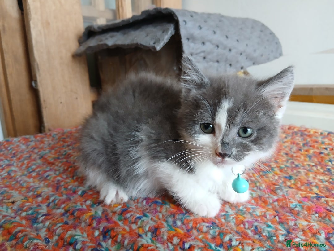 Mixed Breed cats for sale: 3 [remaining] girl kittens looking for new homes - Image 10