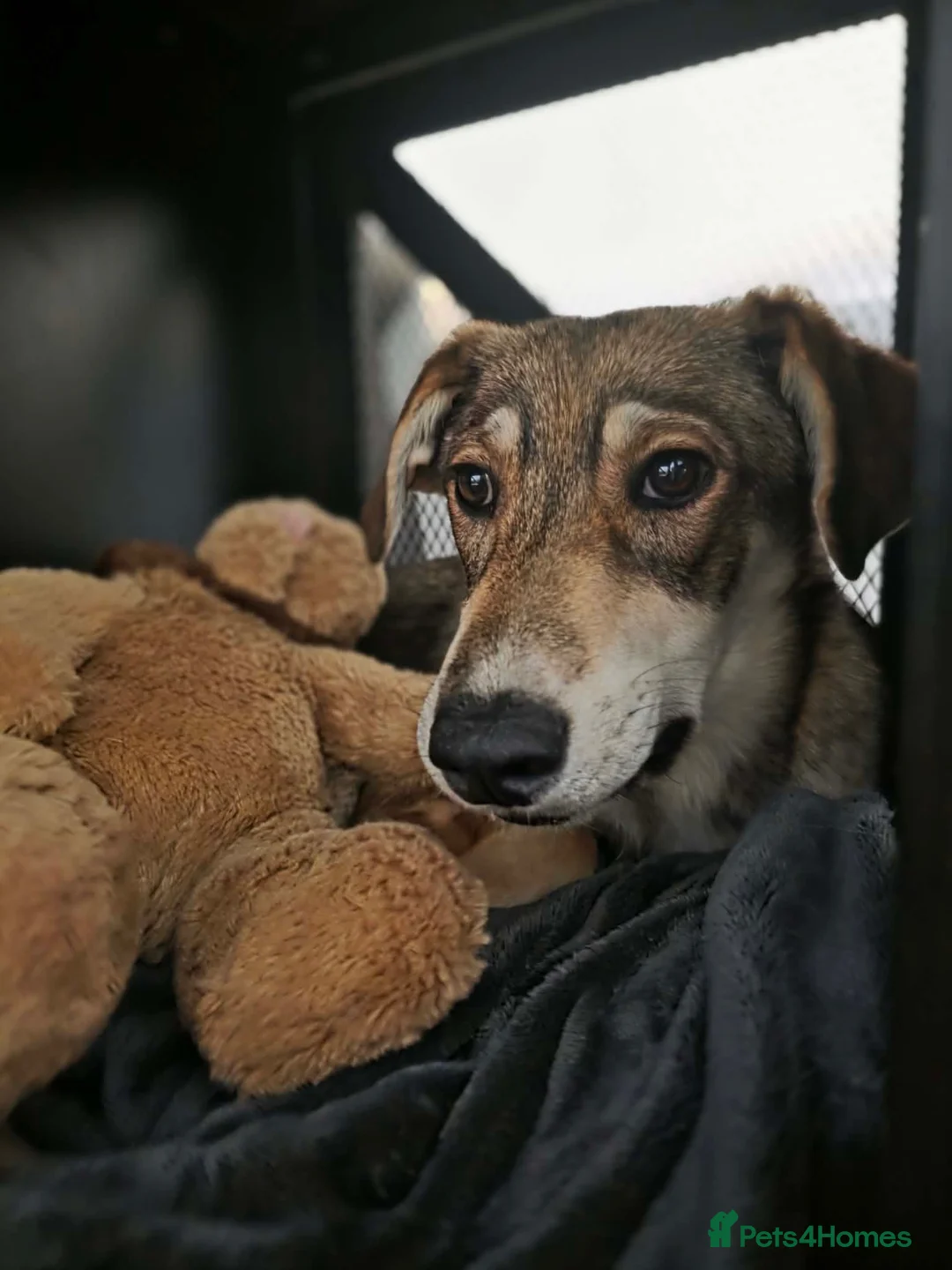 Mixed Breed dogs for adoption: Zima needs a new home in Irvine - Advert 2