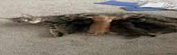 Mixed Breed cats for sale: 4 adorable kittens for sale £250 3 tabby, 1 ginger - Advert 15
