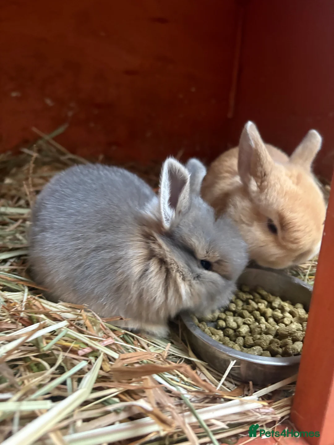 Mixed Breed rabbits for sale: 4 baby rabbits  - Advert 7