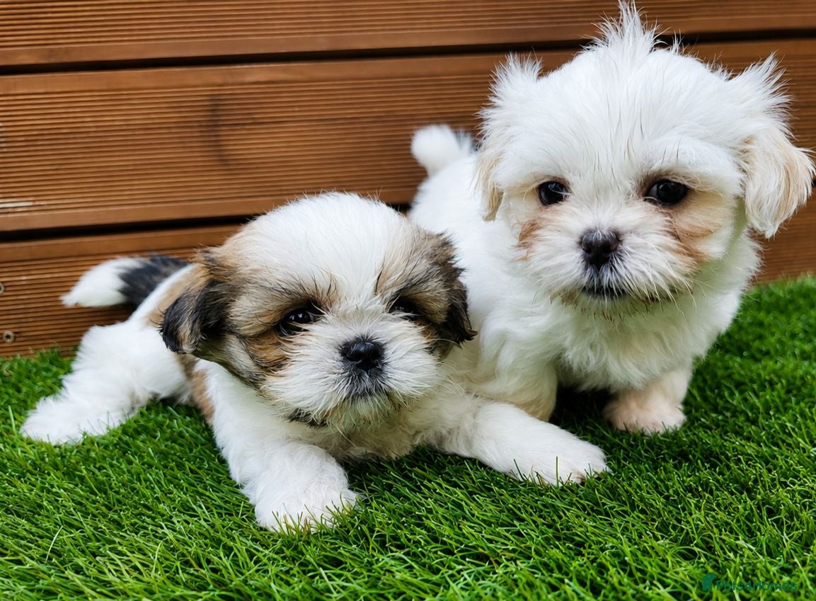 Shih Tzu dogs ❤️🐶Stunning Shih Tzu puppies - Advert 1