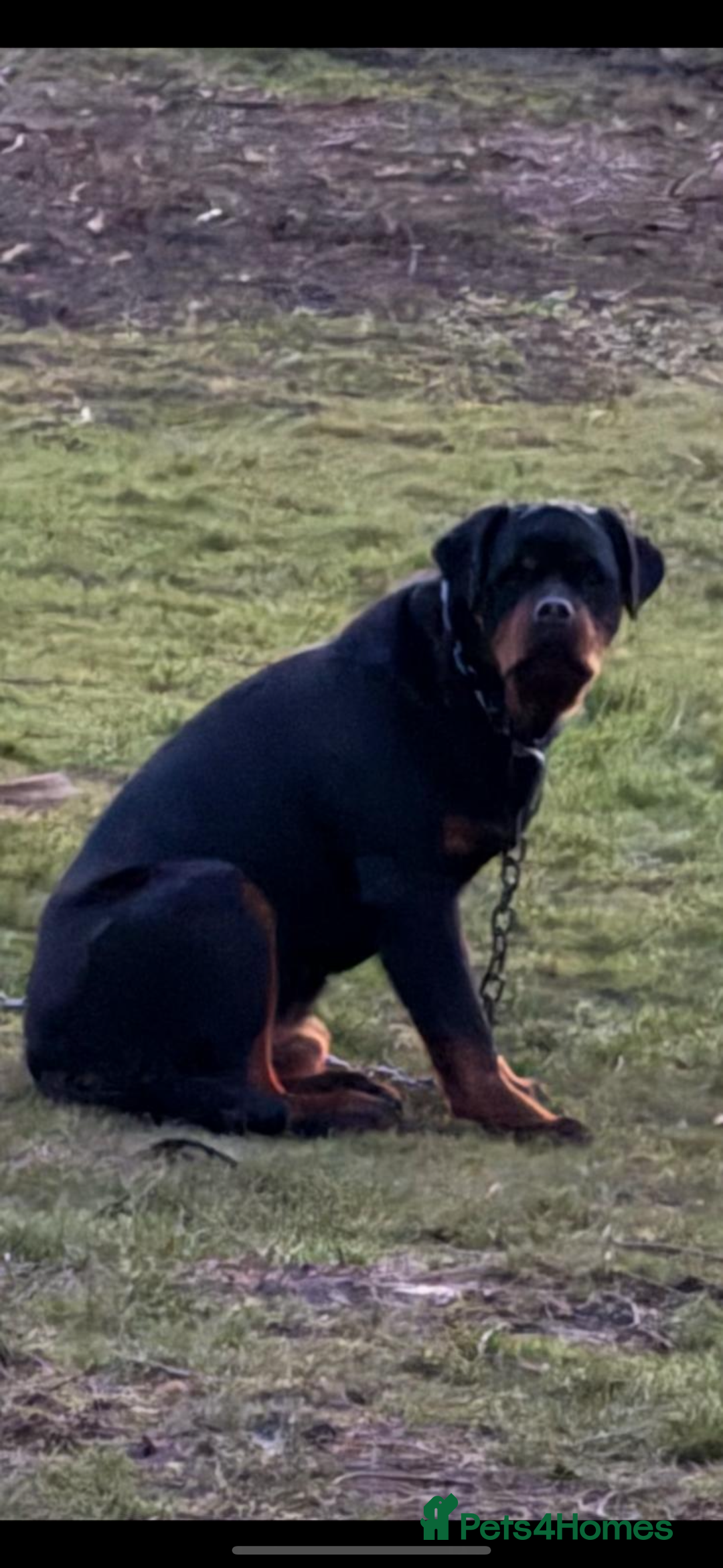 Rottweiler dogs for sale: Rottweiler puppies - Advert 1