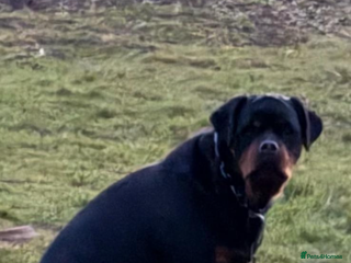 Rottweiler dogs Rottweiler puppies - Advert 6