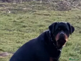 Rottweiler dogs Rottweiler puppies - Advert 1