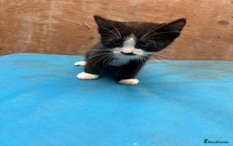 Mixed Breed cats for sale: 7 kittens looking for new home - Image 7