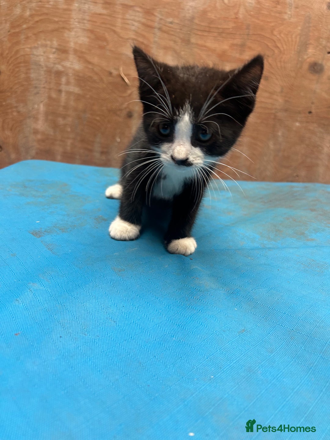 Mixed Breed cats for sale: 7 kittens looking for new home - Image 7