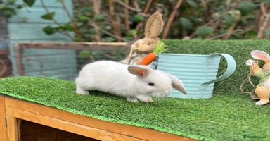 Mini Lop rabbits - Advert 2