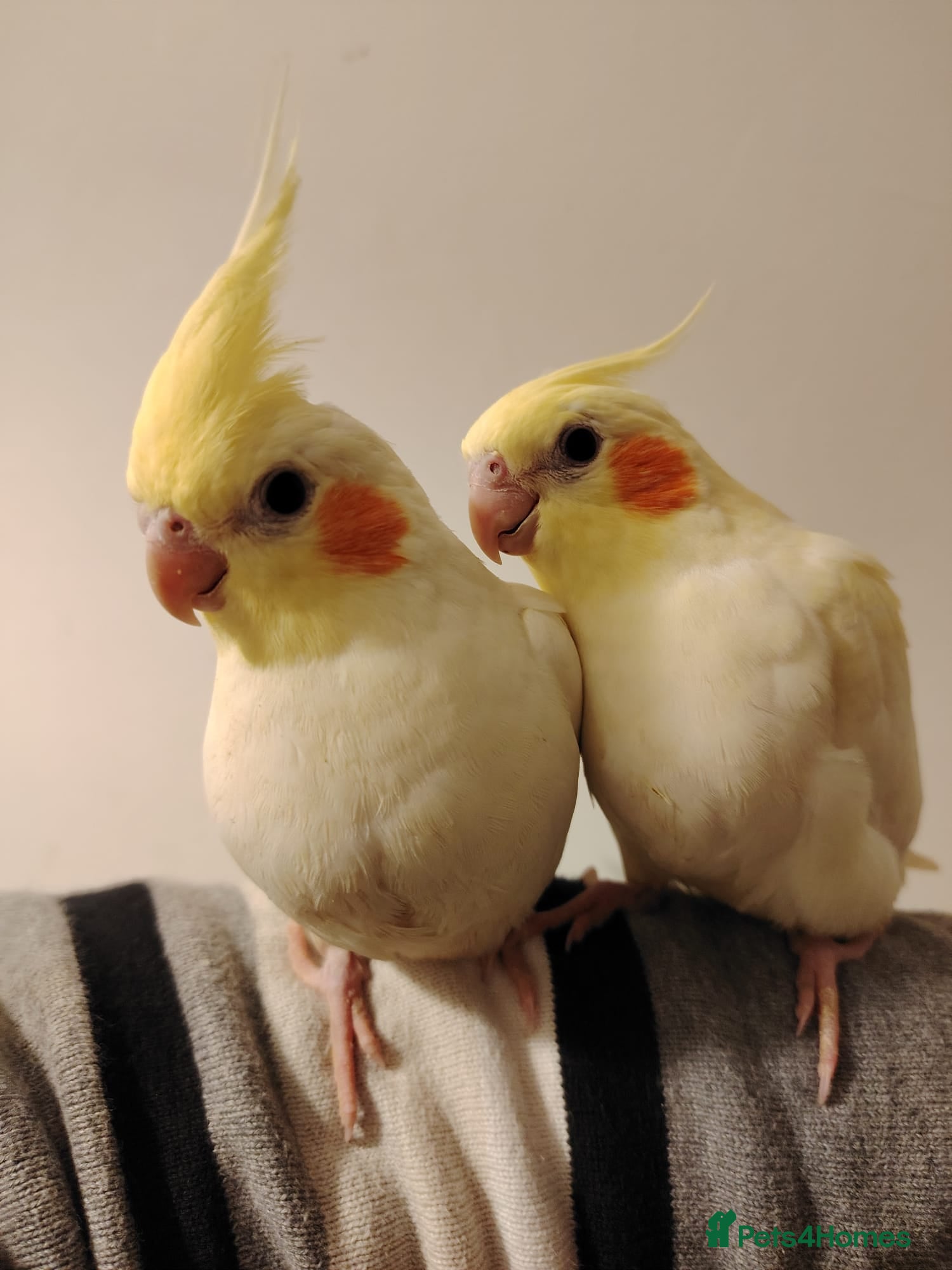 Cockatiels birds Baby cockatiels hand rear - Advert 6