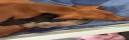 Miniature Dachshund dogs for sale: RAINBOW MINIS KC REG PRA CLEAR  - Advert 9