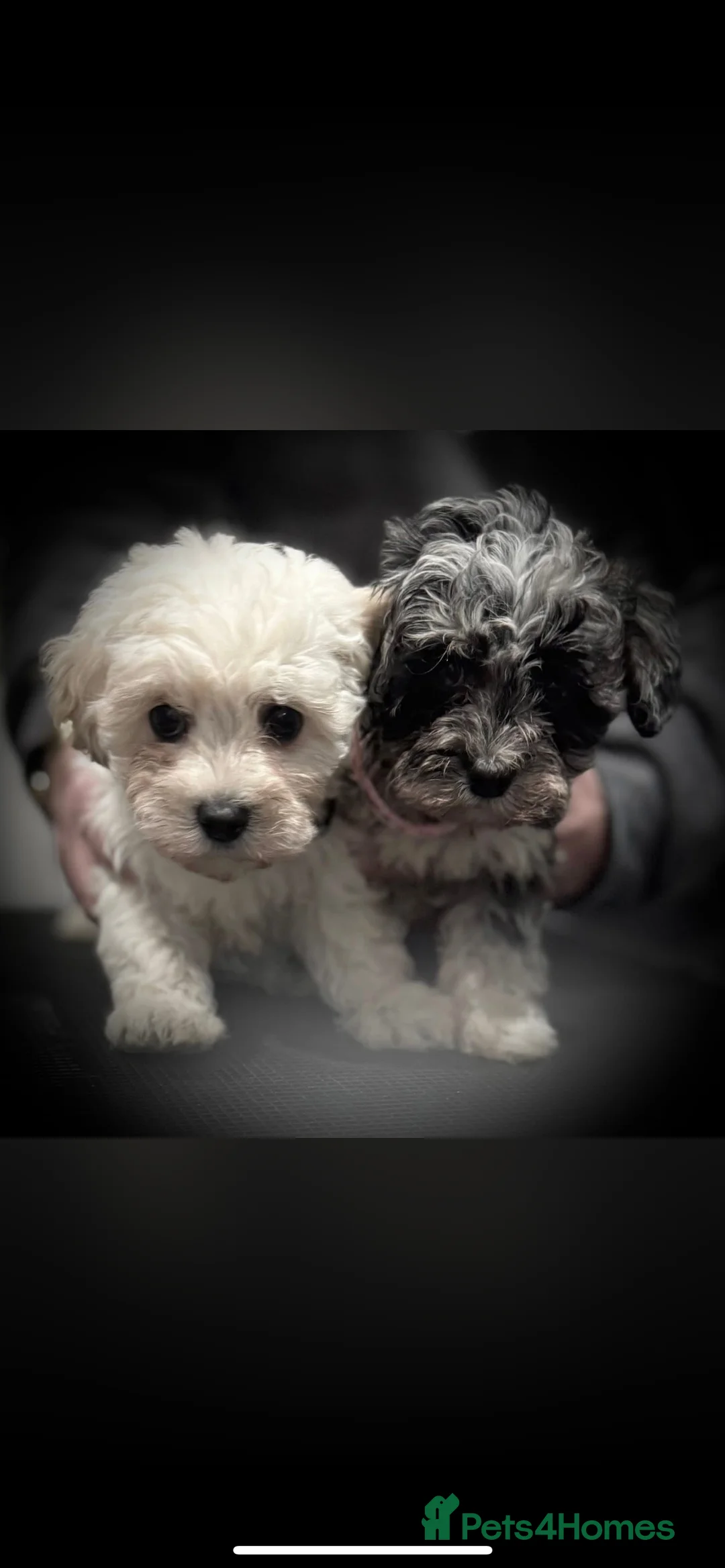 Maltipoo dogs for sale: STILL AVAILABLE!!! Stunning F1 Maltipoos  - Advert 30