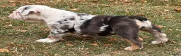 Olde English Bulldogge dogs for sale: 🐾2 Olde English bulldog puppies left 🐾 - Advert 7