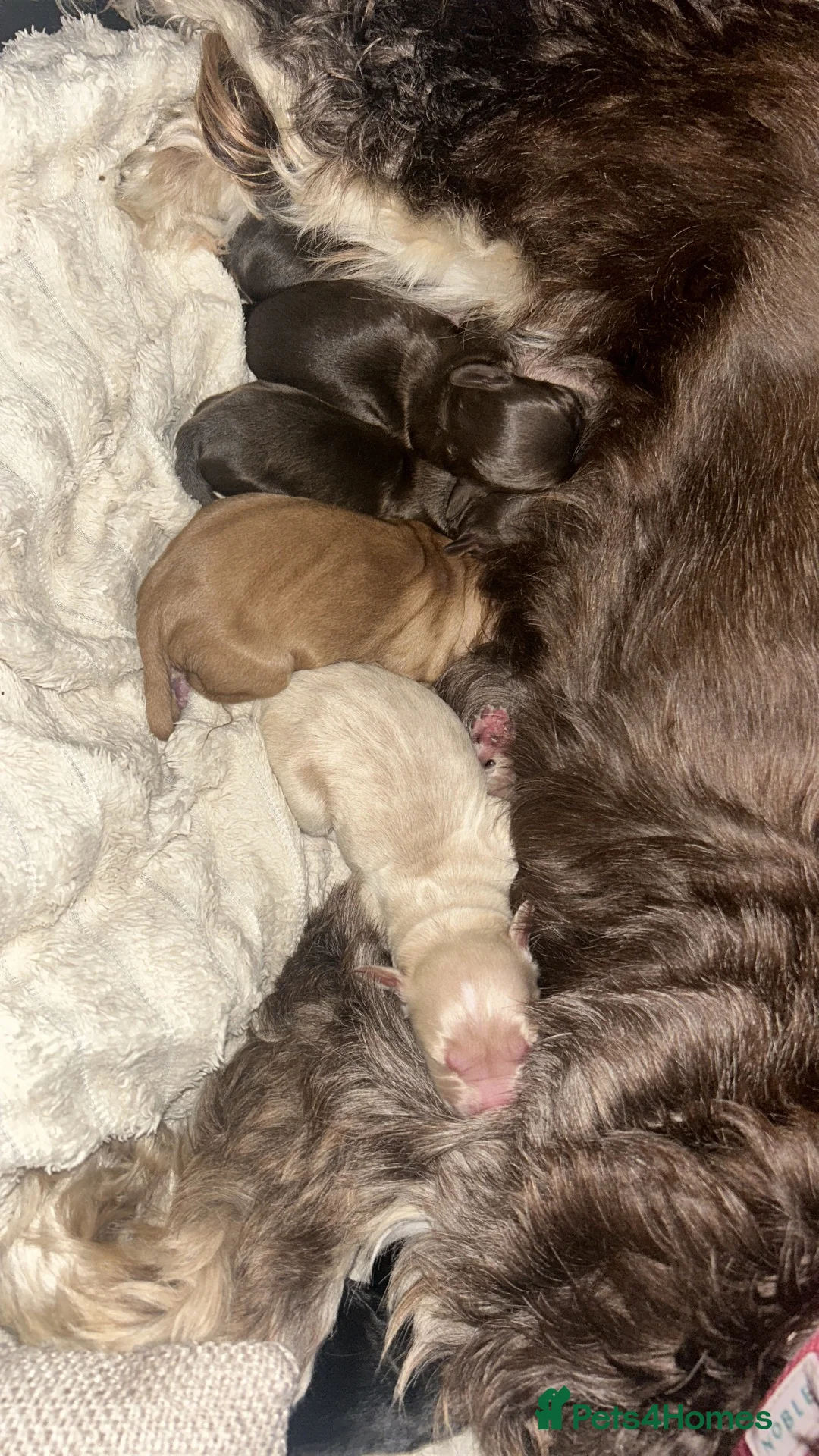 Cockapoo dogs for sale: Cockapoo Puppies - Advert 5