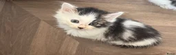 Mixed Breed cats for sale: Loving kittens 💖 - Advert 8