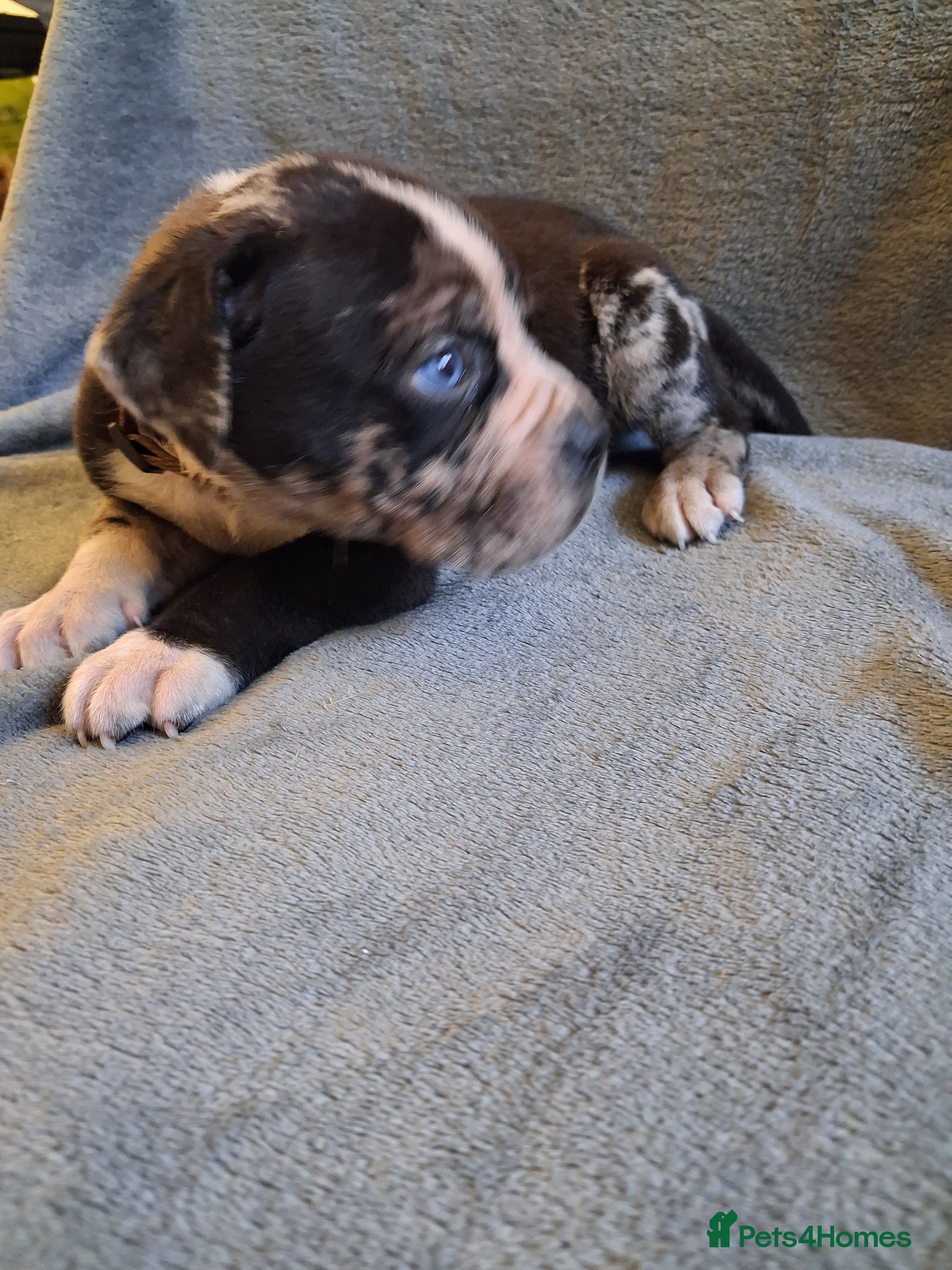 Mixed Breed dogs Alapaha Blue Blood Bulldog X Cane Corso Puppies  - Advert 3