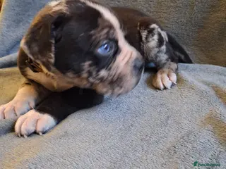 Mixed Breed dogs Alapaha Blue Blood Bulldog X Cane Corso Puppies - Advert 1