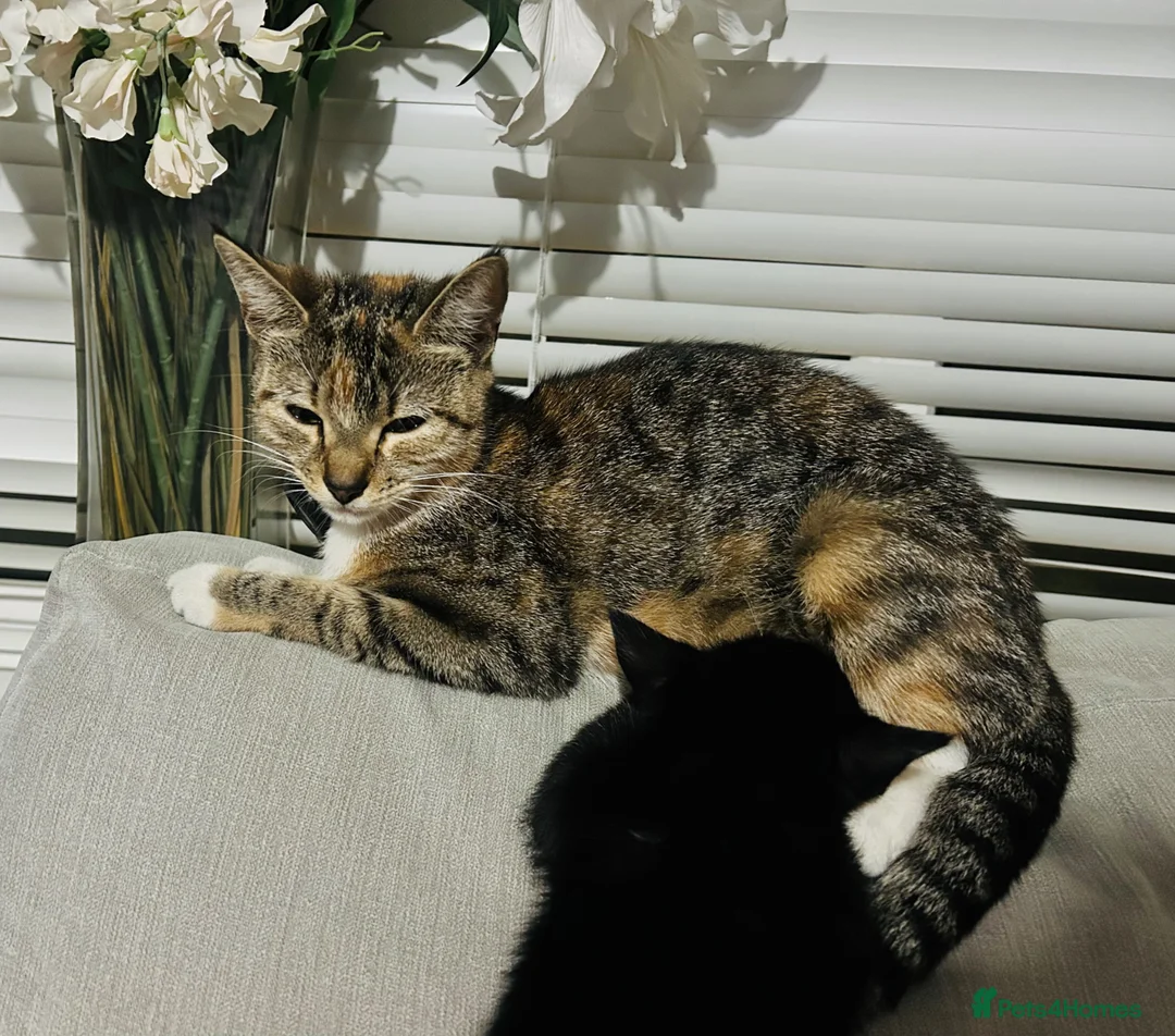 Domestic Shorthair cats for sale: Beautiful, well socialised playful kittens 🐾 - Advert 37