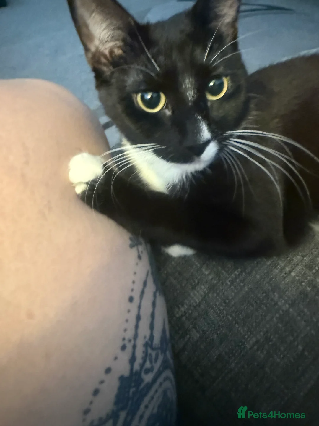 British Shorthair cats for sale: Dotty needs a forever home - Advert 4