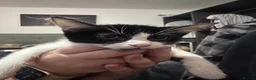 Mixed Breed cats for sale: Black and White Maine Coon Mix Male Kitten - Advert 2