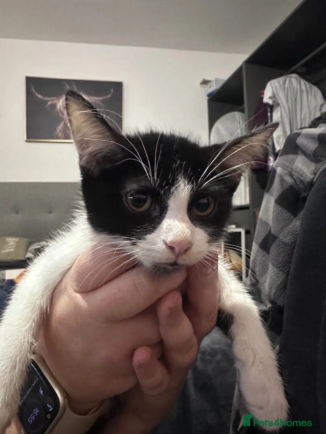 Mixed Breed cats for sale: Black and White Maine Coon Mix Male Kitten - Advert 2