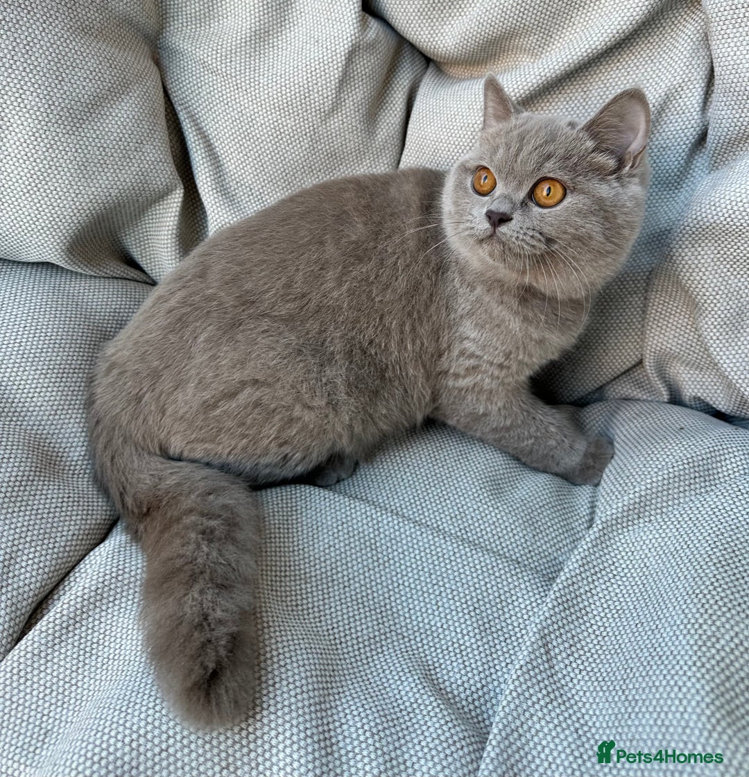 British Shorthair cats for sale: Ready British Shorthair Chunky Kittens - Advert 15