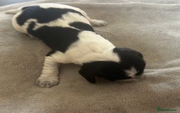 Cocker Spaniel dogs for sale: Blue roan cocker spaniels  - Image 8