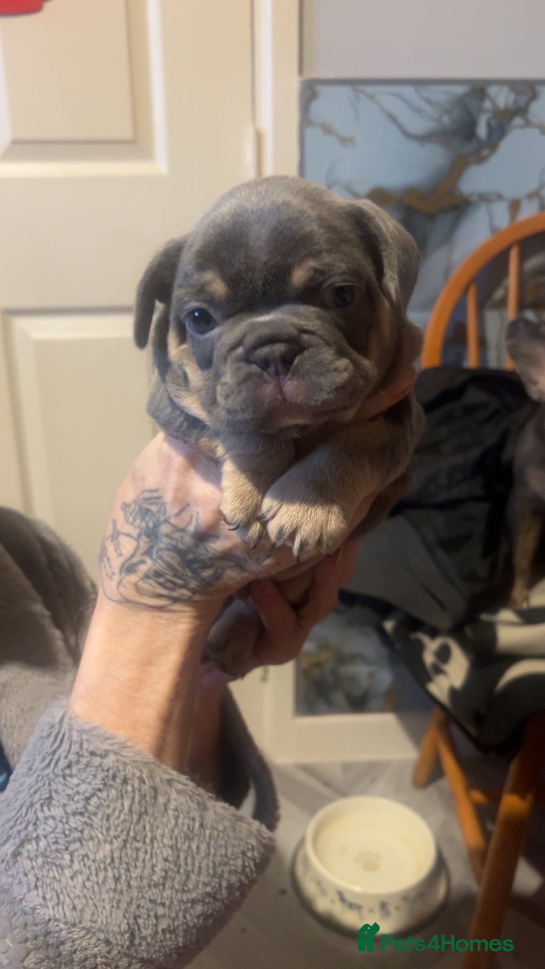 French Bulldog dogs for sale: French bulldog puppies  - Advert 9