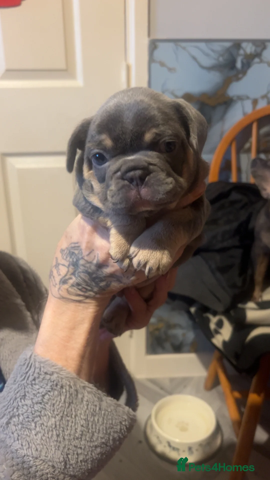 French Bulldog dogs for sale: French bulldog puppies  - Advert 9