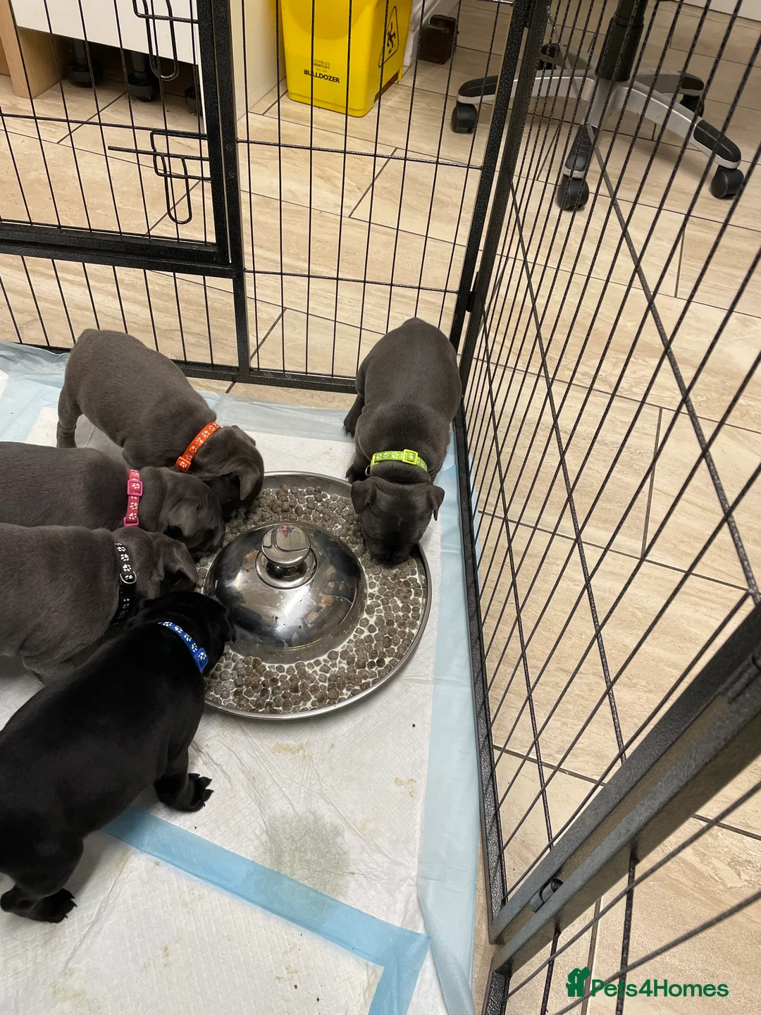 Staffordshire Bull Terrier dogs for sale: Amazing pups for sale  in Nuneaton - Advert 8