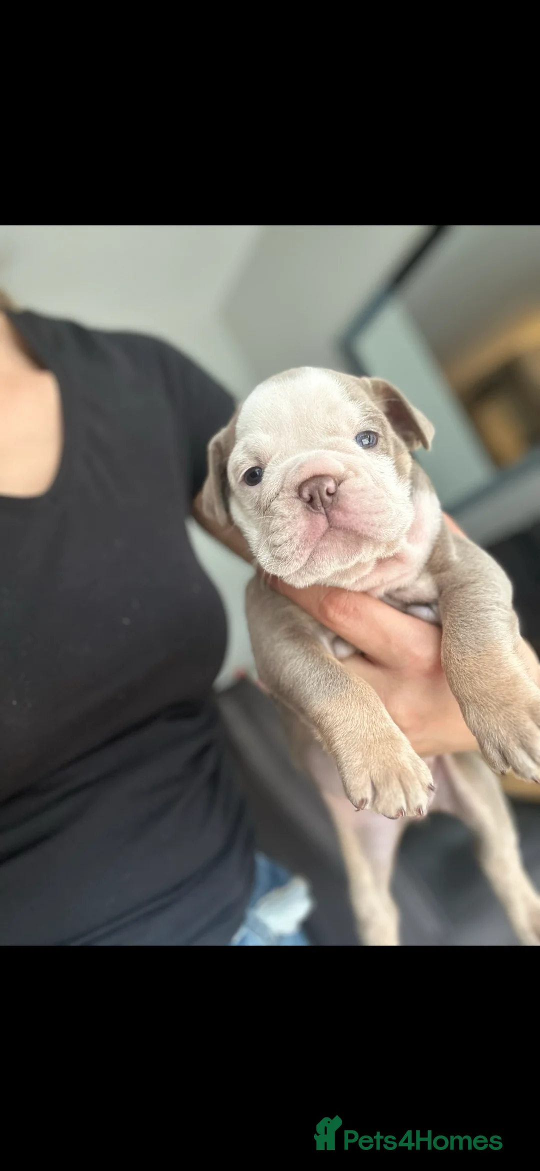 English Bulldog dogs for sale: Tiny Paws, Big Hearts – English Bulldog Puppies - Advert 7