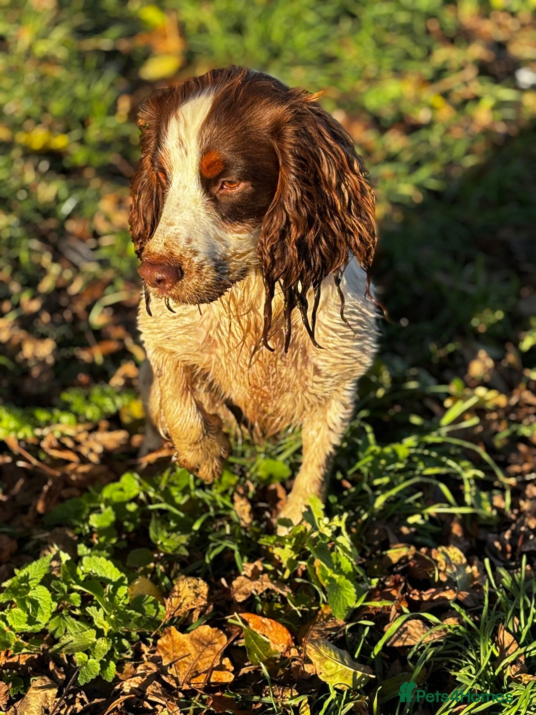 Cocker Spaniel dogs for stud: Tri coloured Working cocker spaniel for stud - Advert 2
