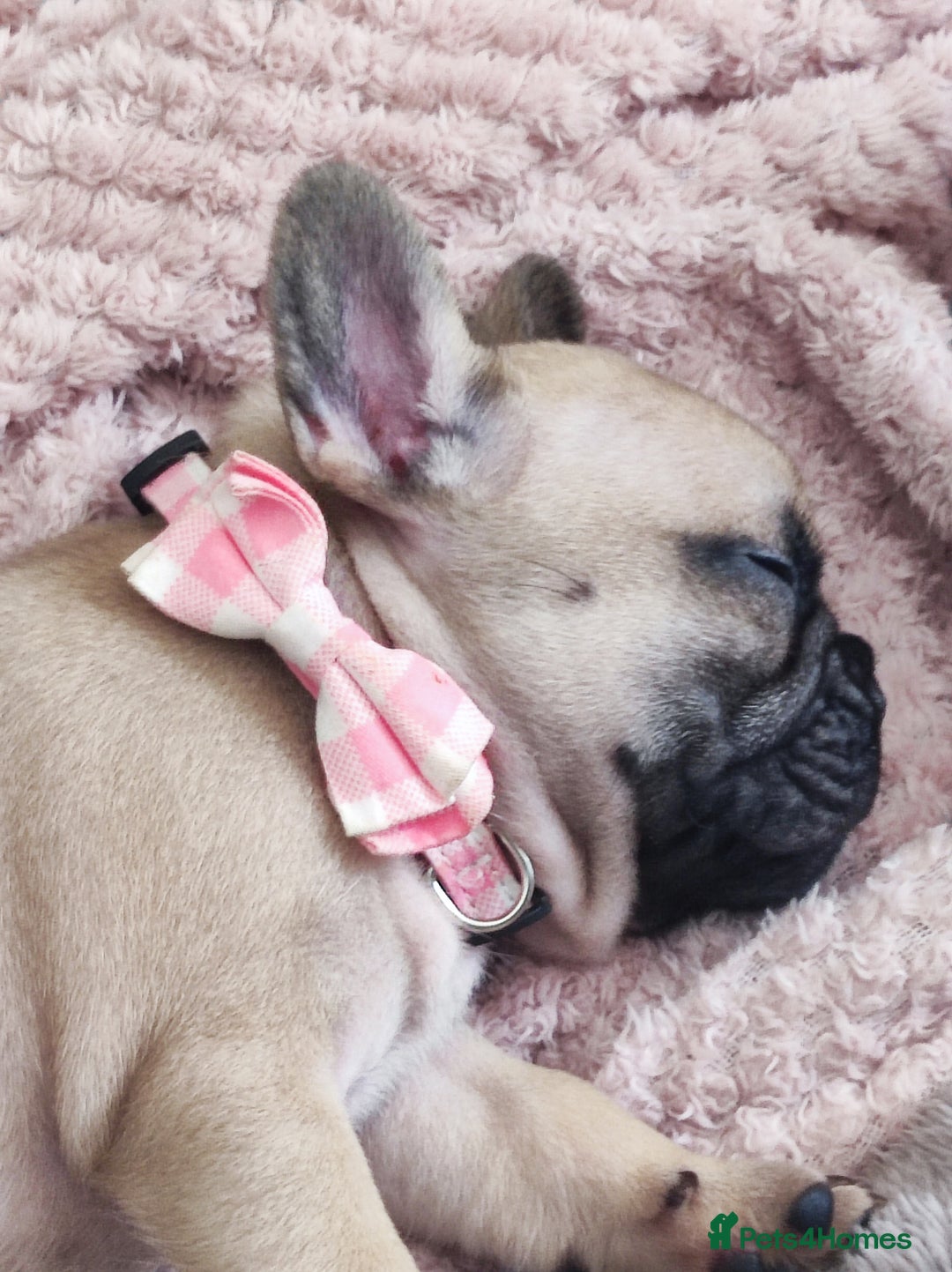 French Bulldog dogs for sale: French bulldog puppy  - Image 16