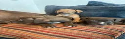 American Bull Staffy dogs for sale: 100% American Bull Staff Puppies for Sale - Advert 16
