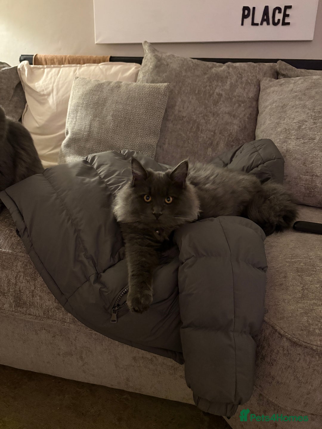 Maine Coon cats for sale: 🐾 Exceptional Blue Smoke Maine Coon Available 🐾 - Advert 3