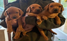 Mixed Breed dogs for sale: Hungarian Vizsla - Image 1