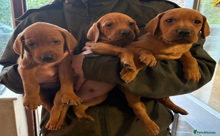 Mixed Breed dogs - Advert 3