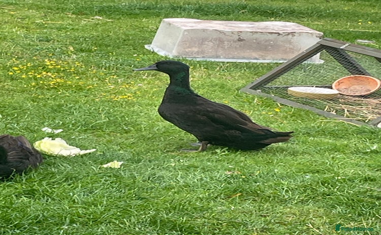 Ducks poultry - Advert 14