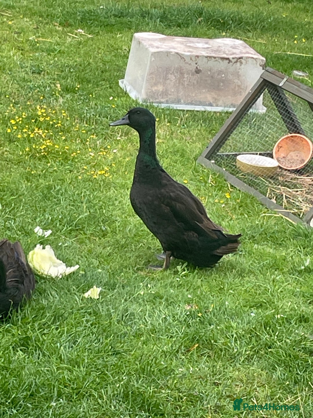 Ducks poultry for sale: Cayuga drake  - Image 1