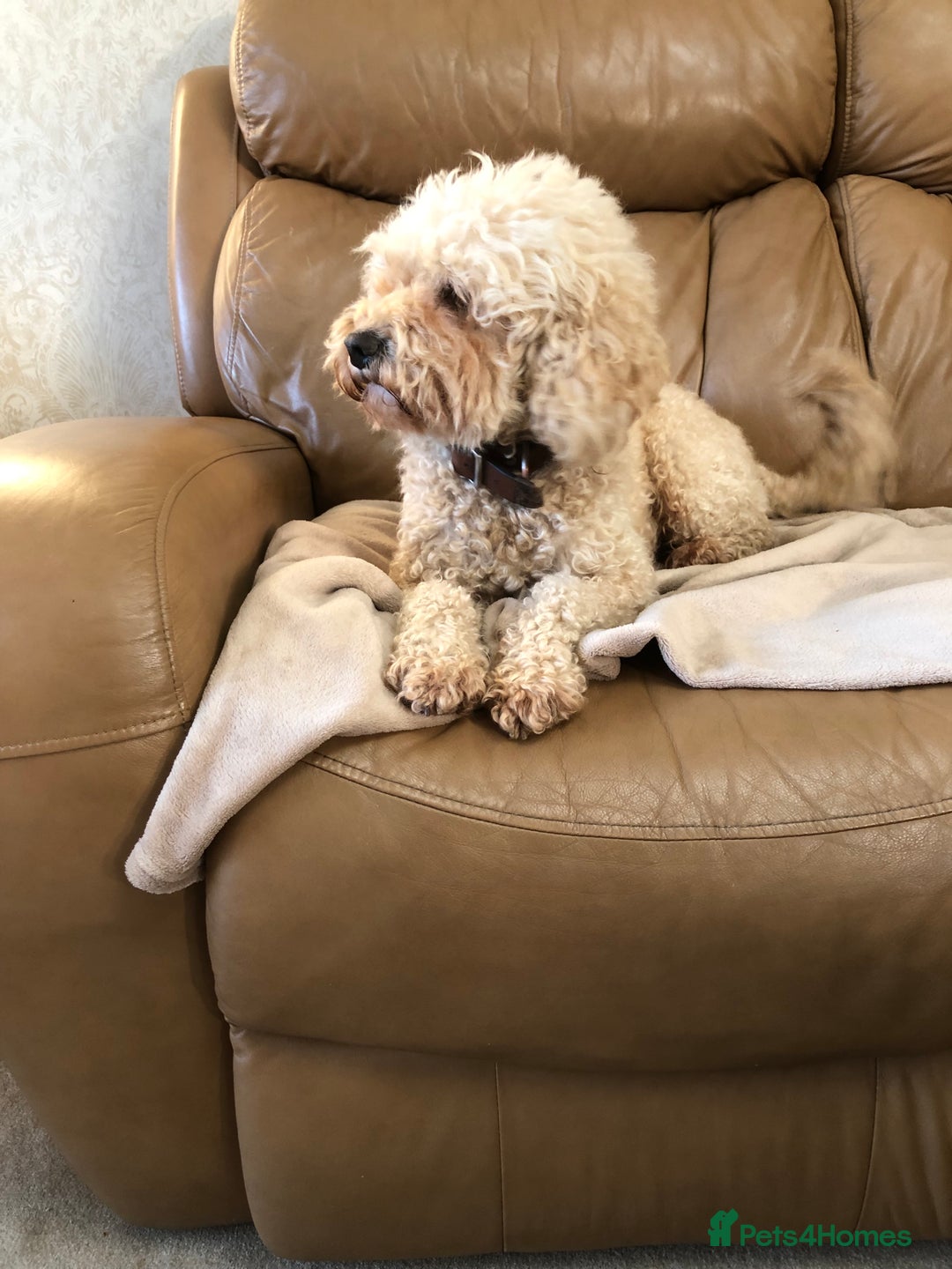 Cavapoo dogs for sale: Adorable Cavapoo Puppies  - Advert 40
