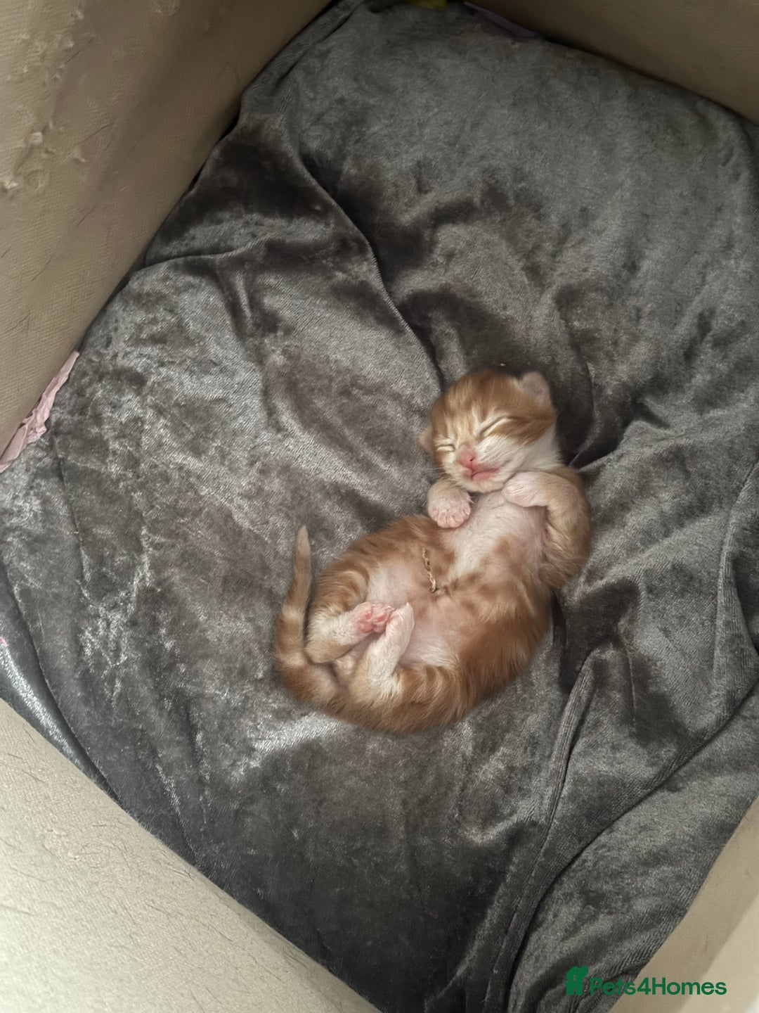 Mixed Breed cats for sale: Beautiful Male kitten  - Advert 7