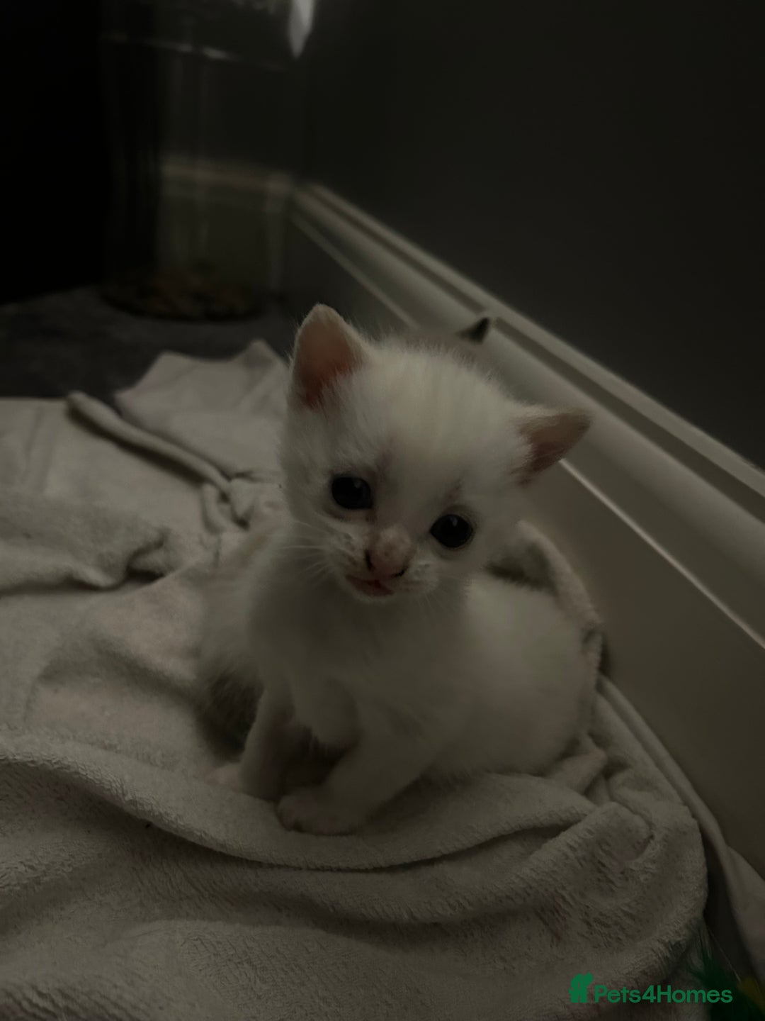 Mixed Breed cats for sale: Gorgeous fully kittens  - Advert 10