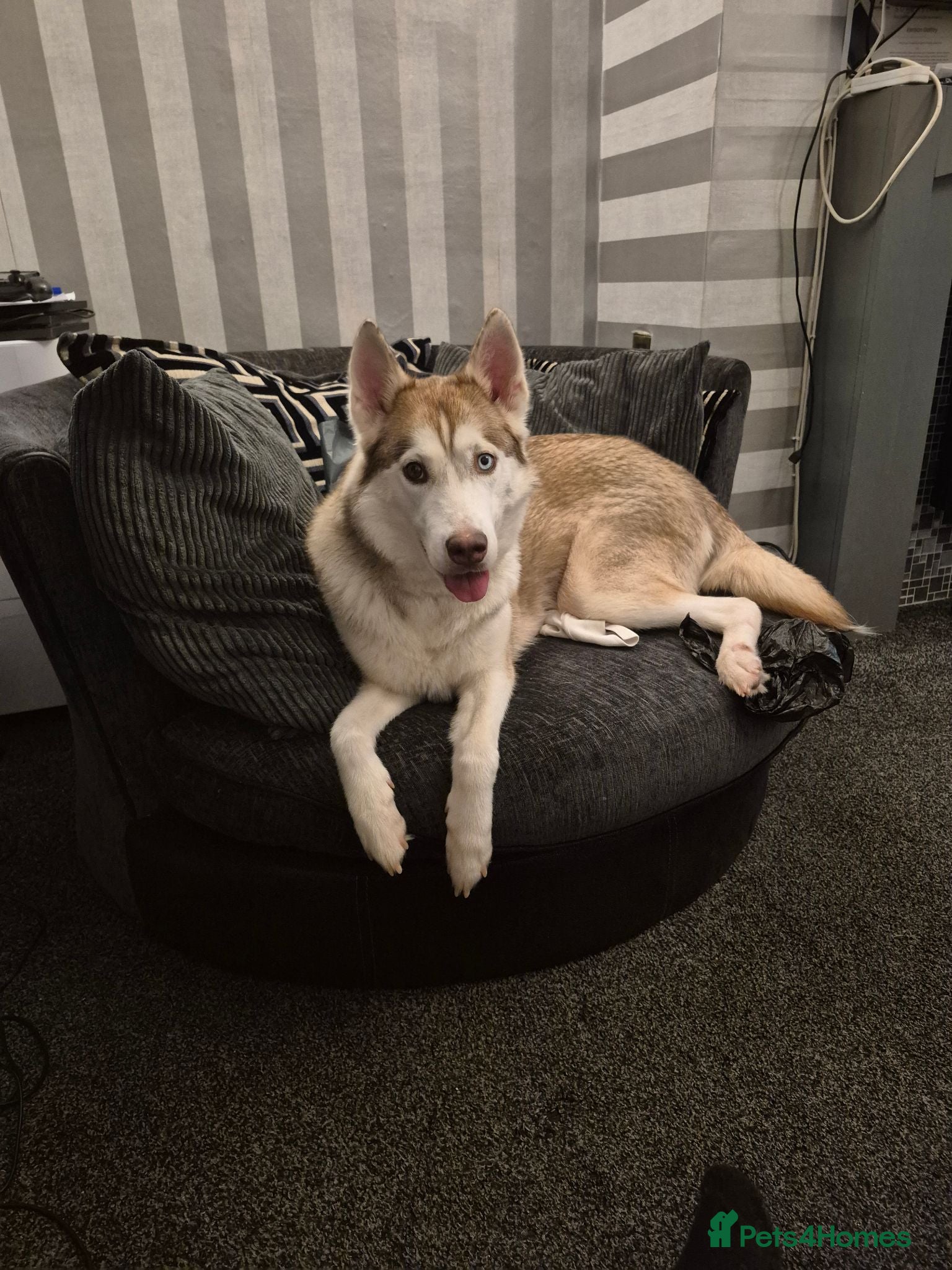 Siberian Husky dogs Two 12week old males siberian huskies  - Advert 4