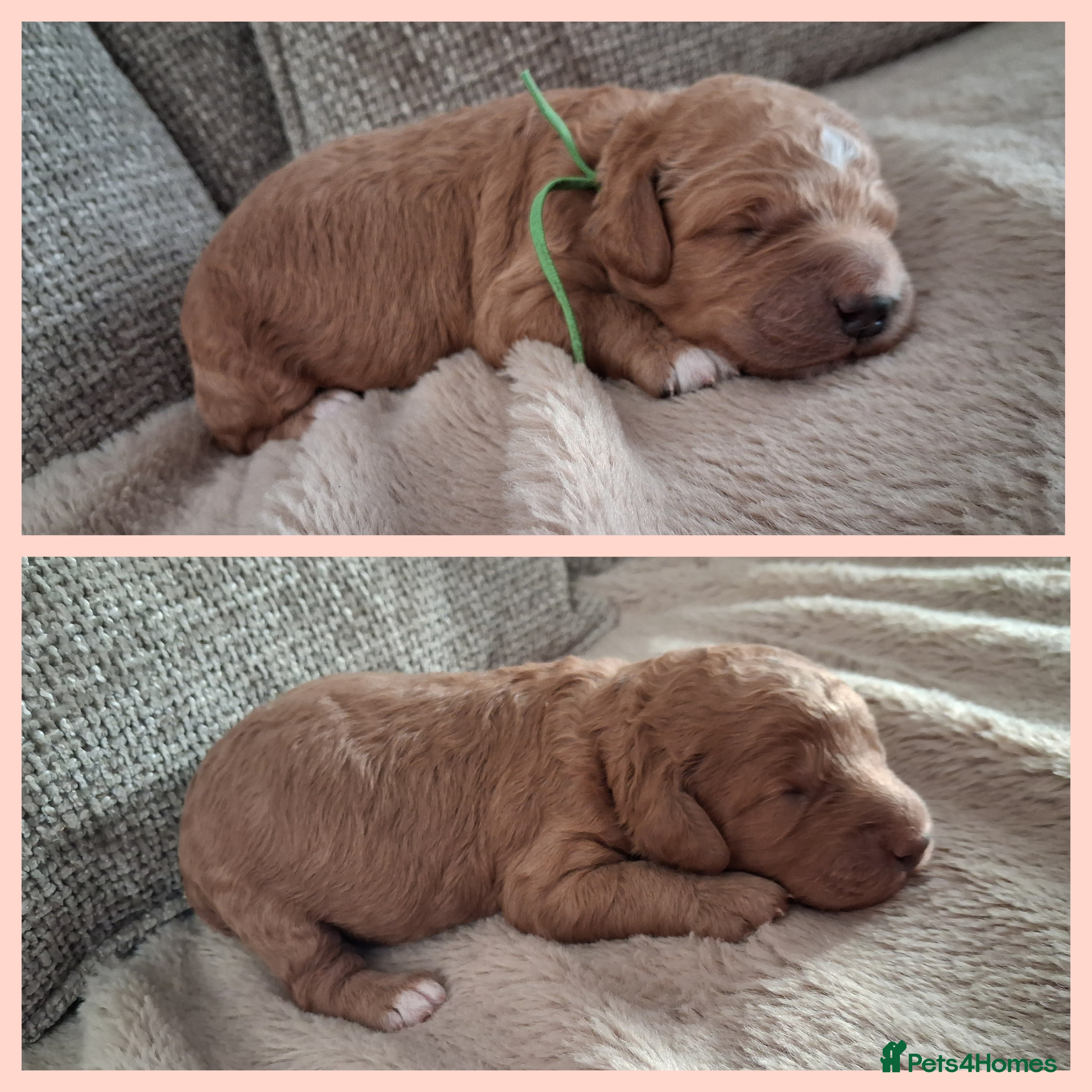 Mini Goldendoodle dogs F2b mini goldendoodles health tested - Advert 1