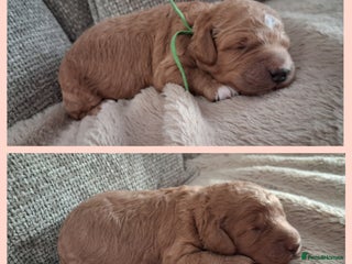 Mini Goldendoodle dogs F2b mini goldendoodles health tested - Advert 1