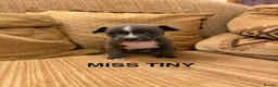 Staffordshire Bull Terrier dogs for sale: KC Registered Staffordshire Bull Terrier Puppies. - Advert 7