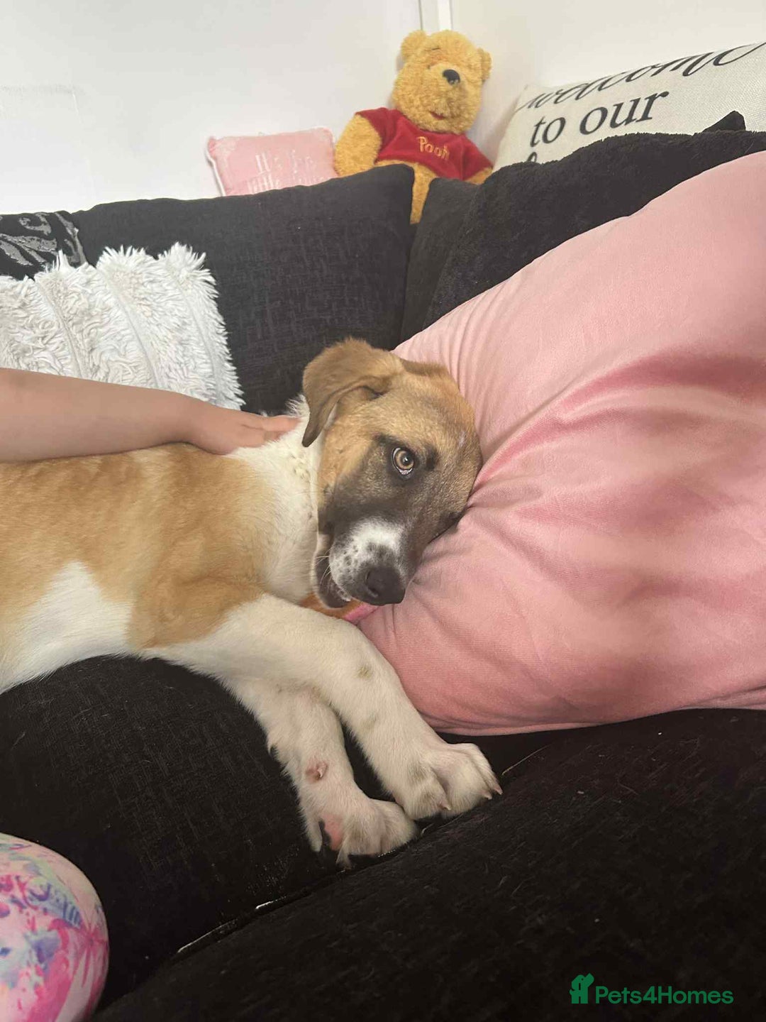 Mixed Breed dogs for sale: Honey the Romanian rescue🧡 - Image 4