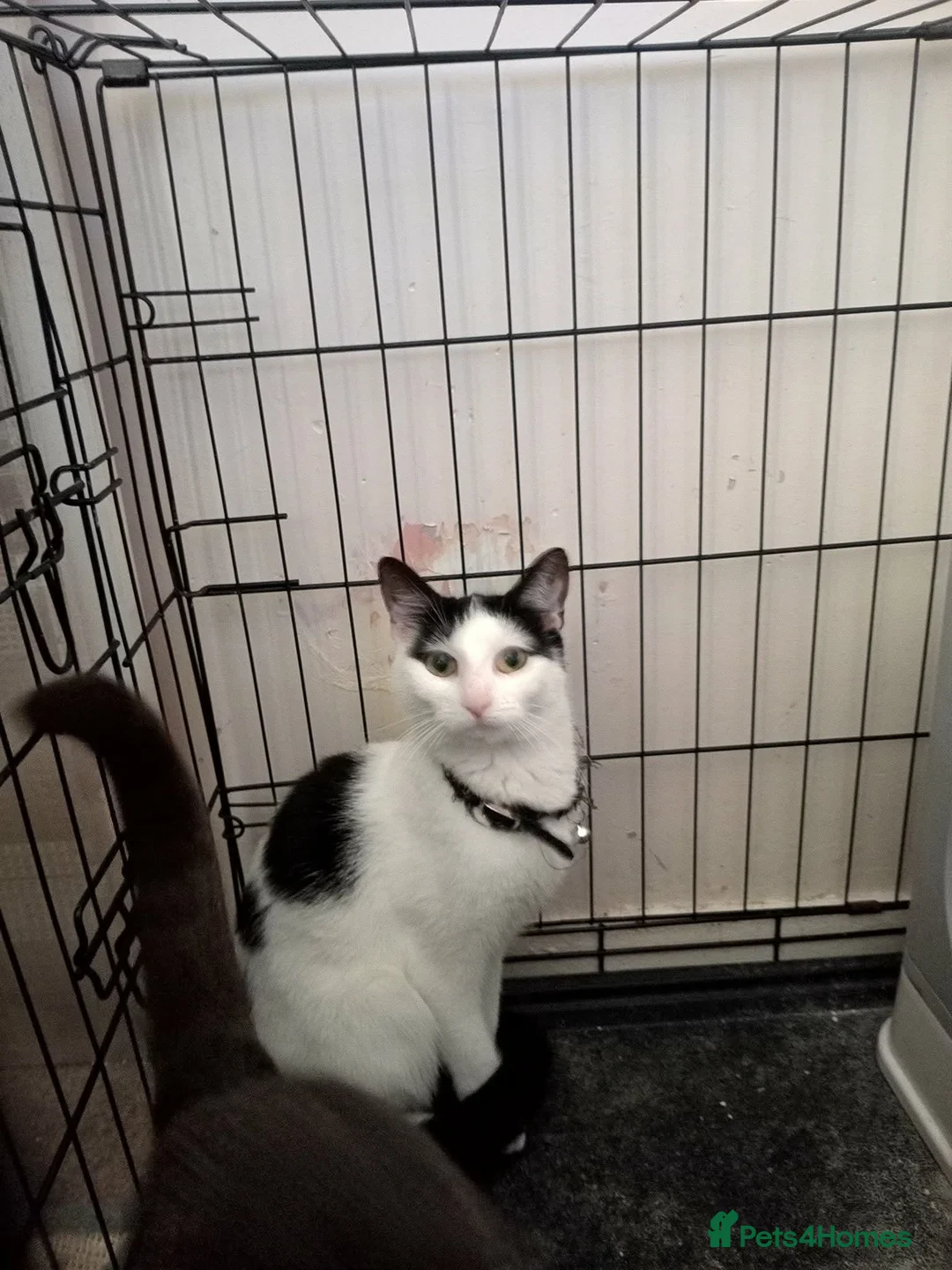 Mixed Breed cats for sale: 2 female cats in Durham - Advert 2