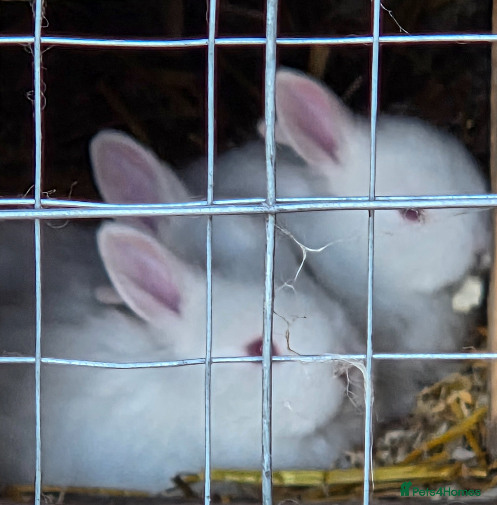 English rabbits Rabbits for sale - Advert 12