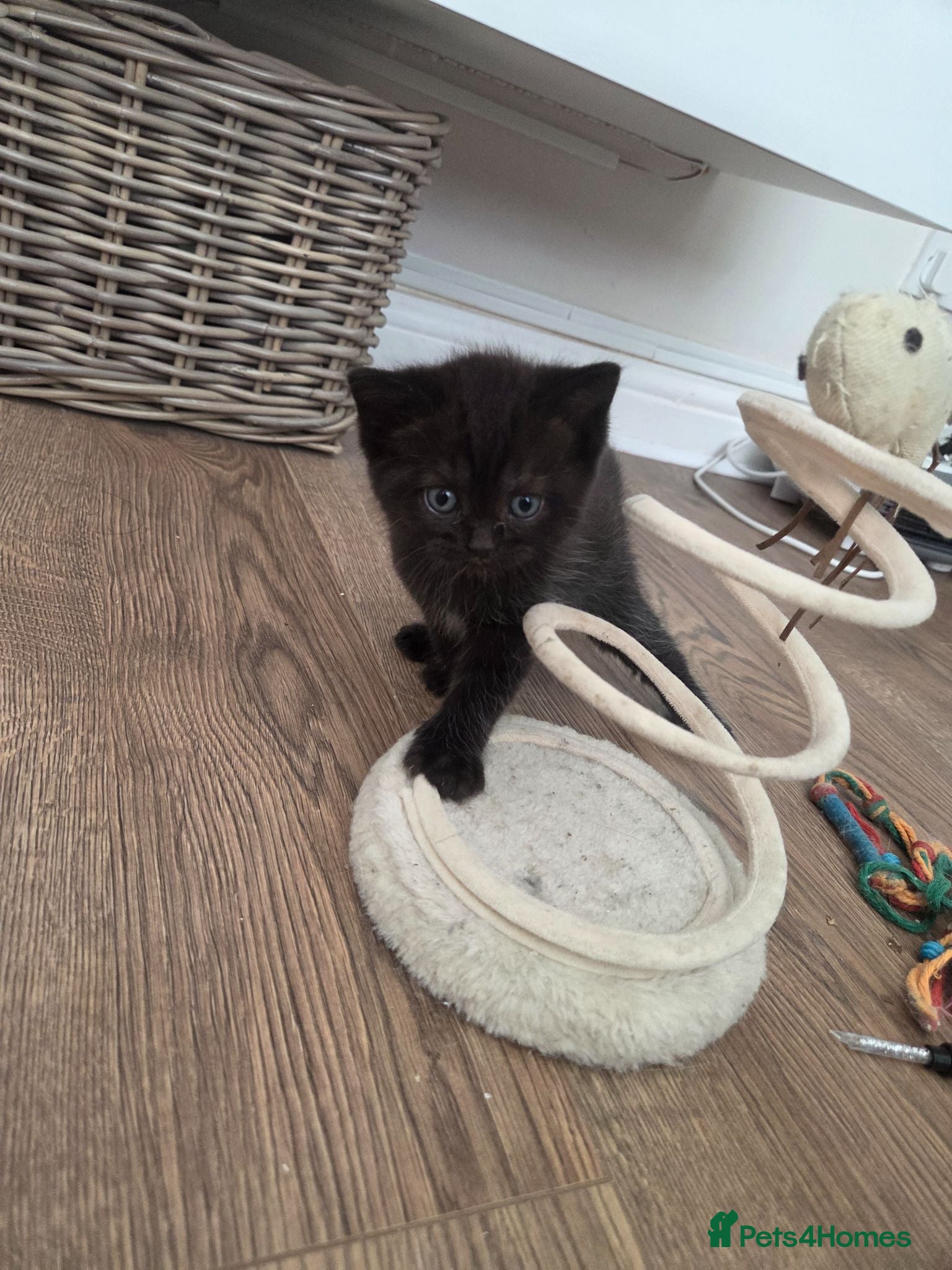 Mixed Breed cats Cute fluffy Persian kittens 😸 💖  - Advert 2