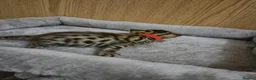 Bengal cats for sale: 🐾 6 BEAUTIFUL BENGAL KITTENS 🐈‍⬛ 🐾  - Advert 7